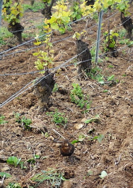 Blackbird eating in vineyard - champagne